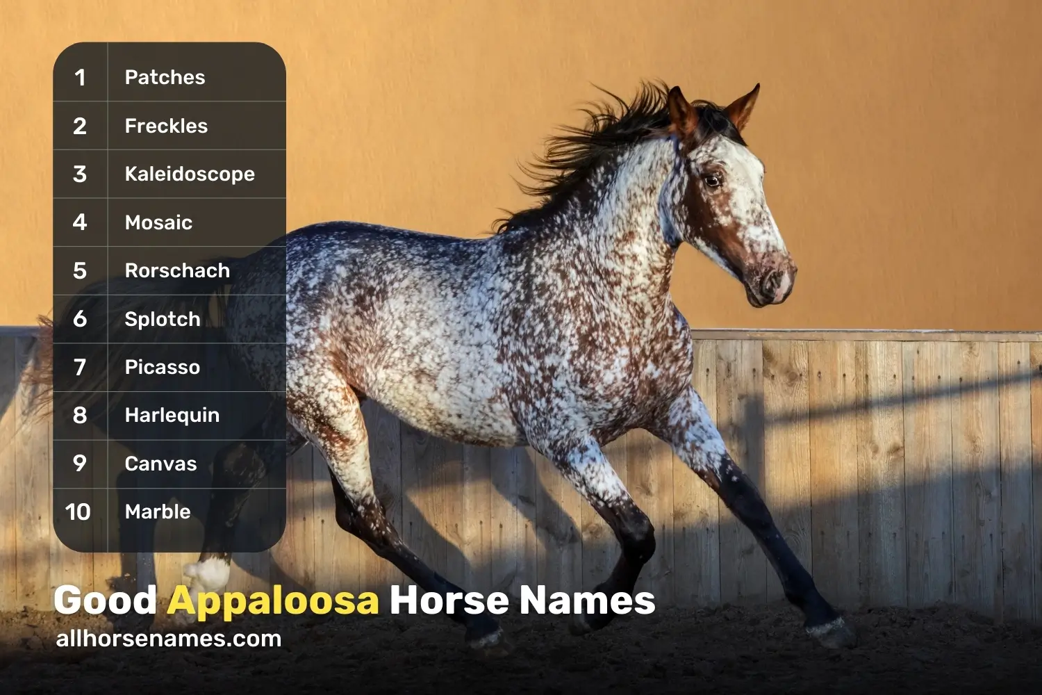 Good Appaloosa Horse Names