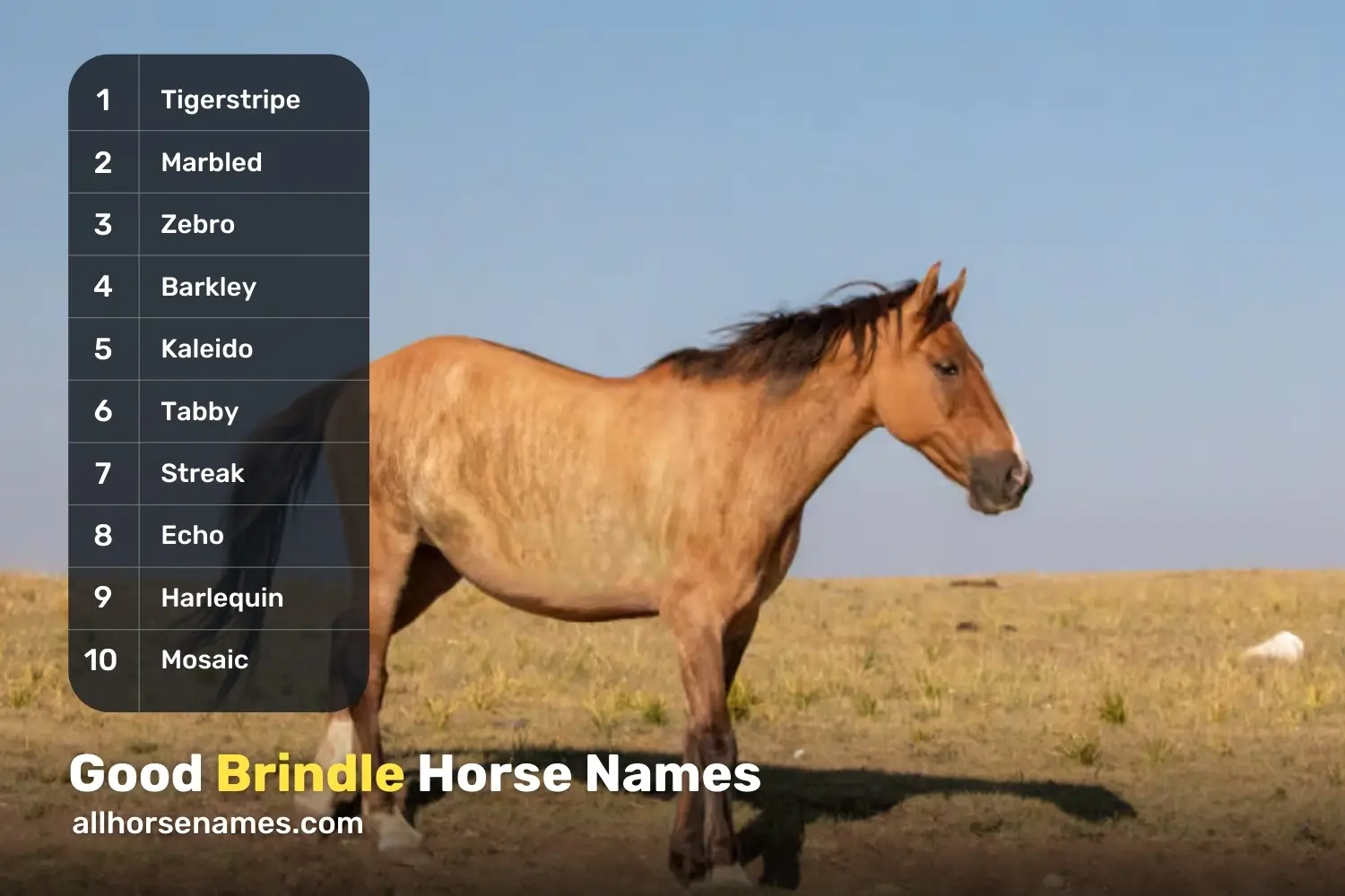 Good Brindle Horse Names