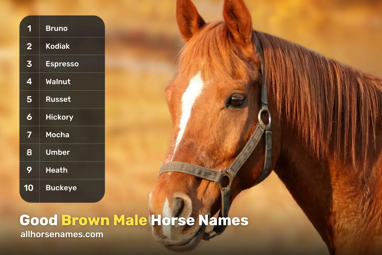 Good Brown Horse Names For Male