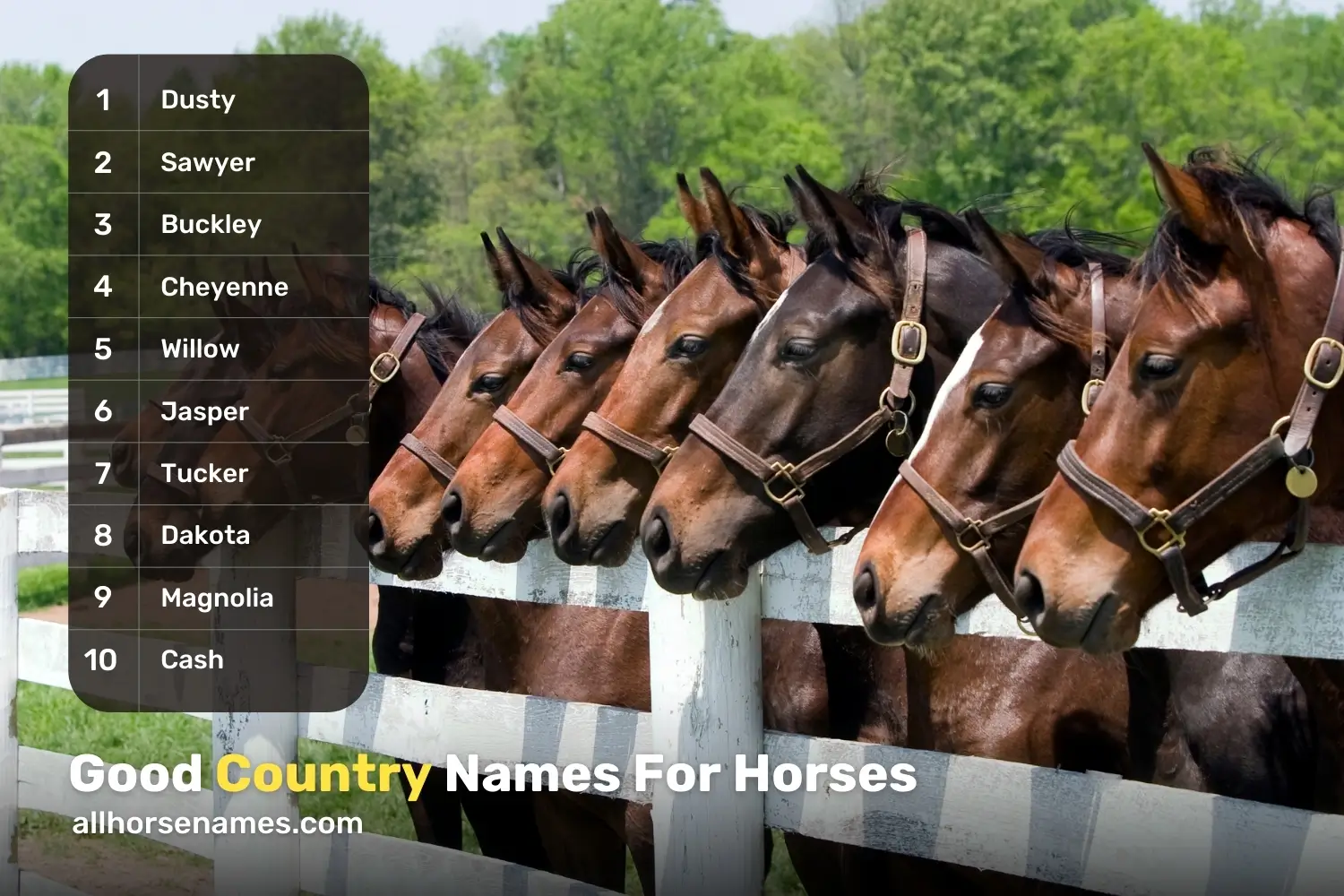 Good Country Names For Horses