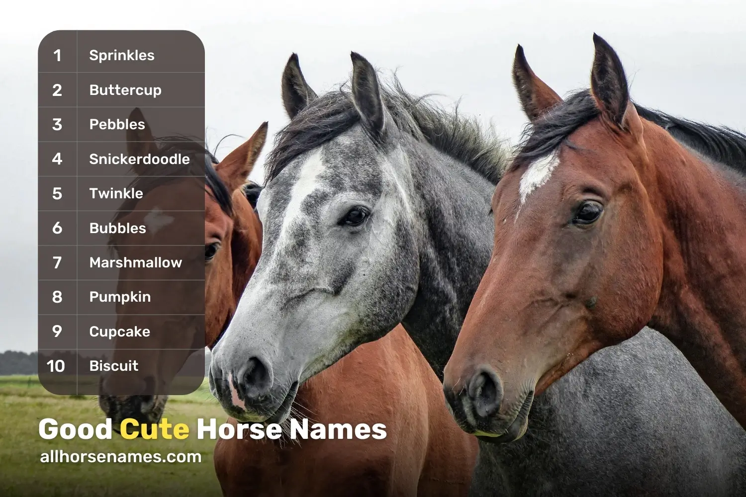 Good Cute Horse Names