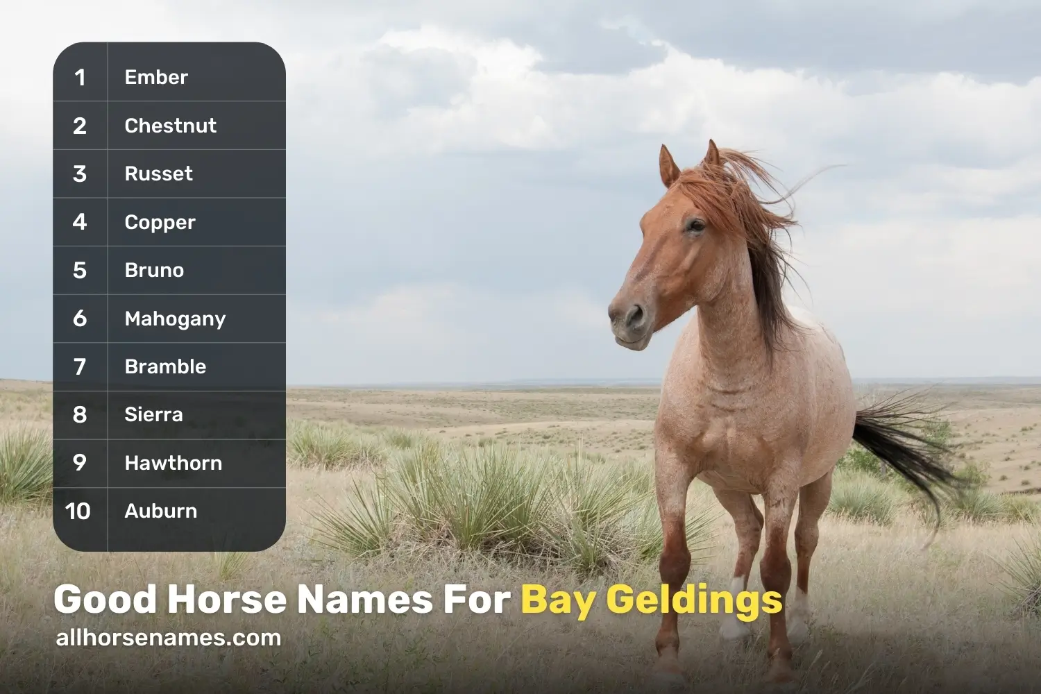 Good Horse Names For Bay Geldings