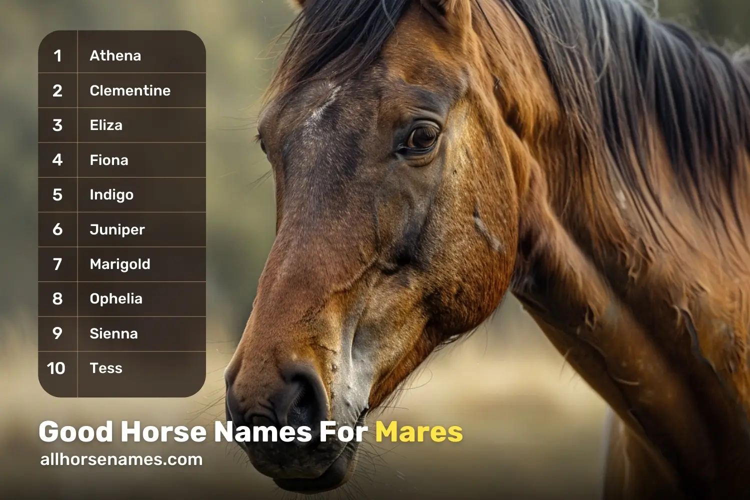 Good Horse Names For Mares