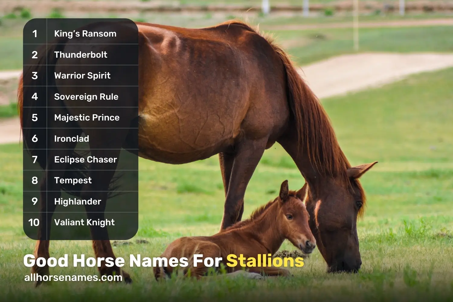 Good Horse Names For Stallions
