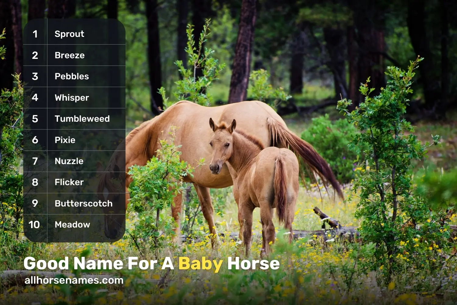 Good Name For A Baby Horse