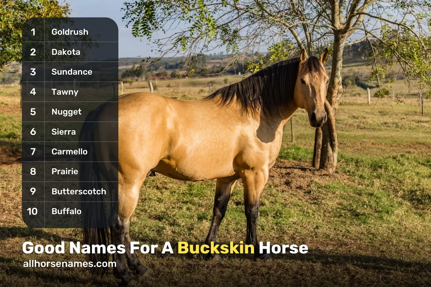Good Names For A Buckskin Horse