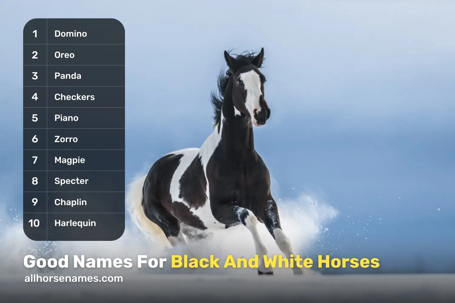 Good Names For Black And White Horses