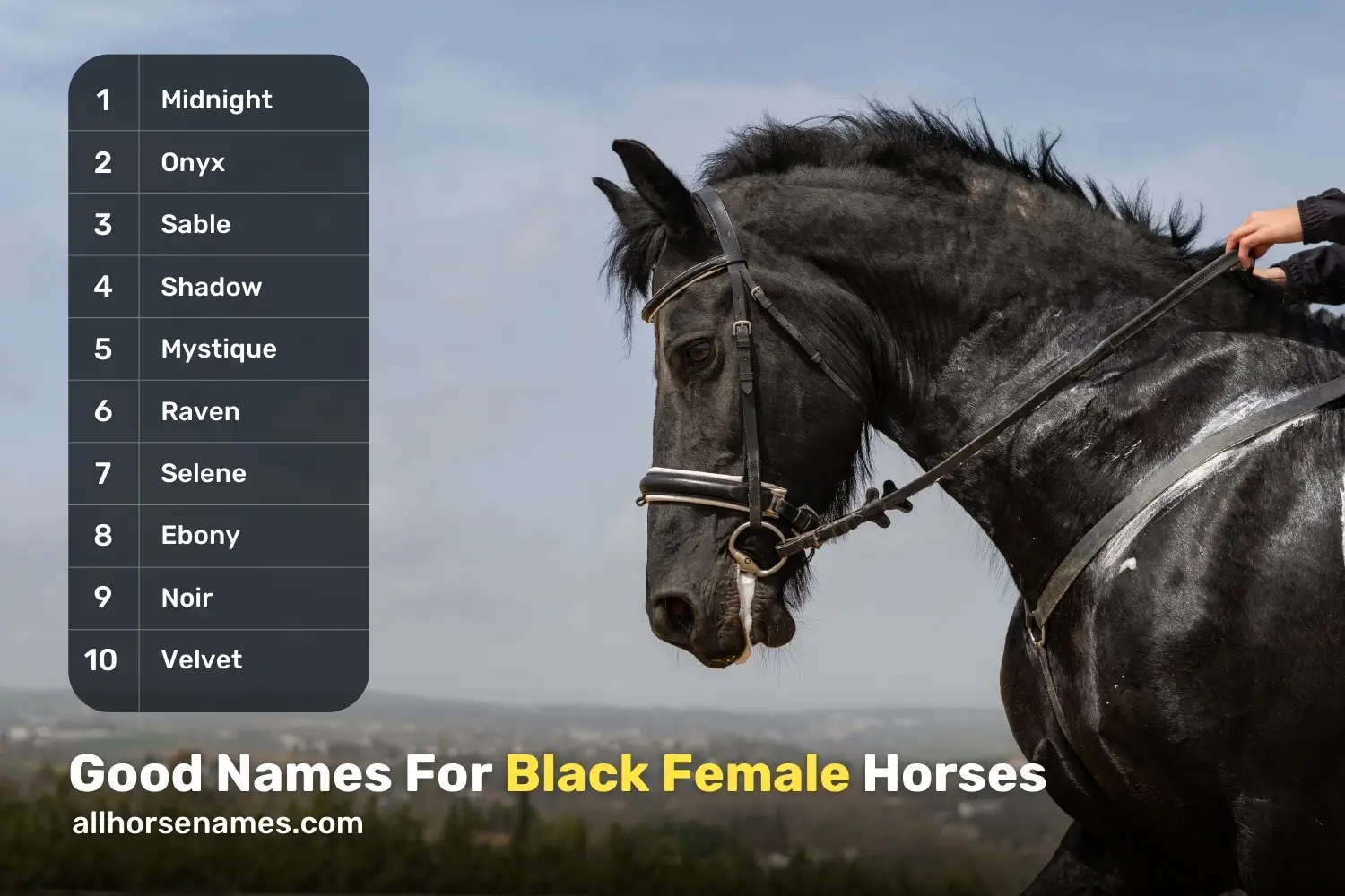 Good Names For Black Female Horses
