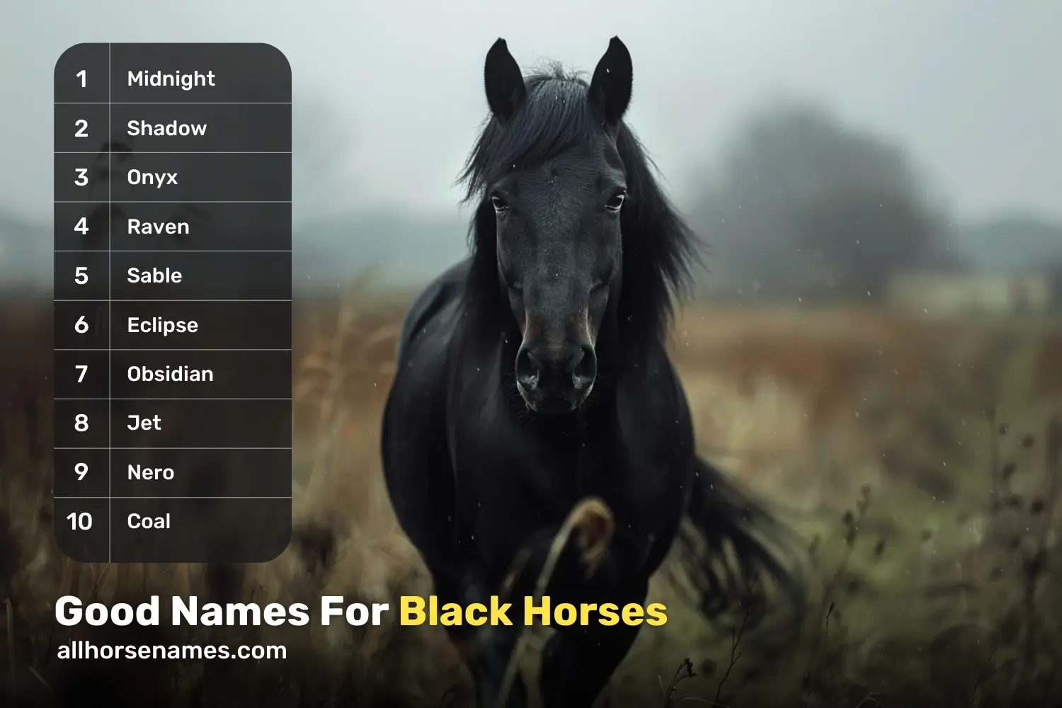 Good Names For Black Horses