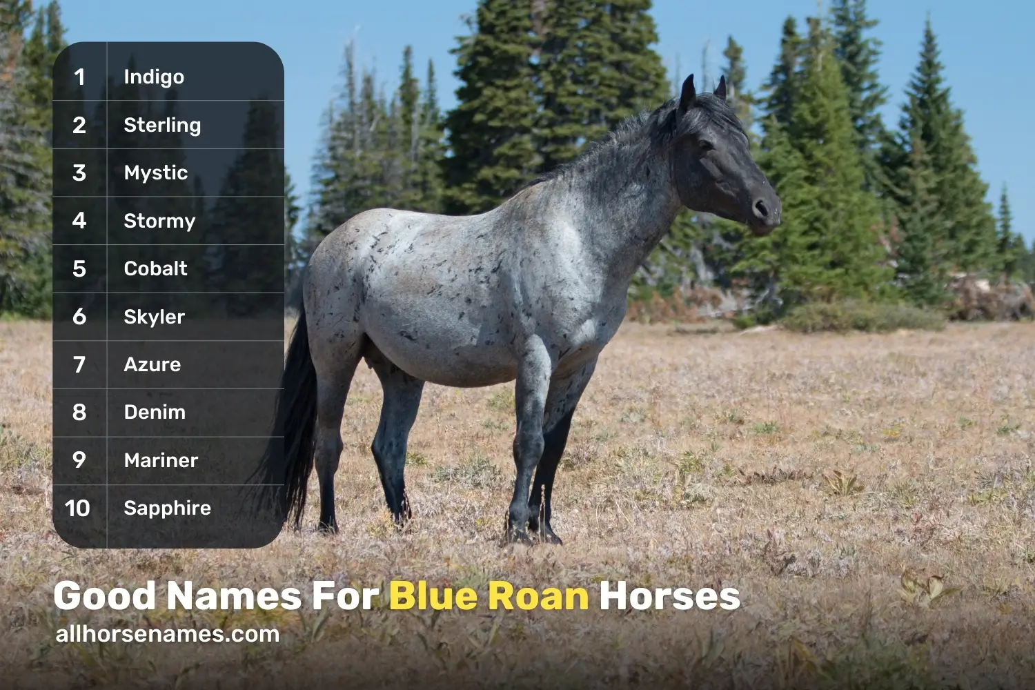 Good Names For Blue Roan Horses
