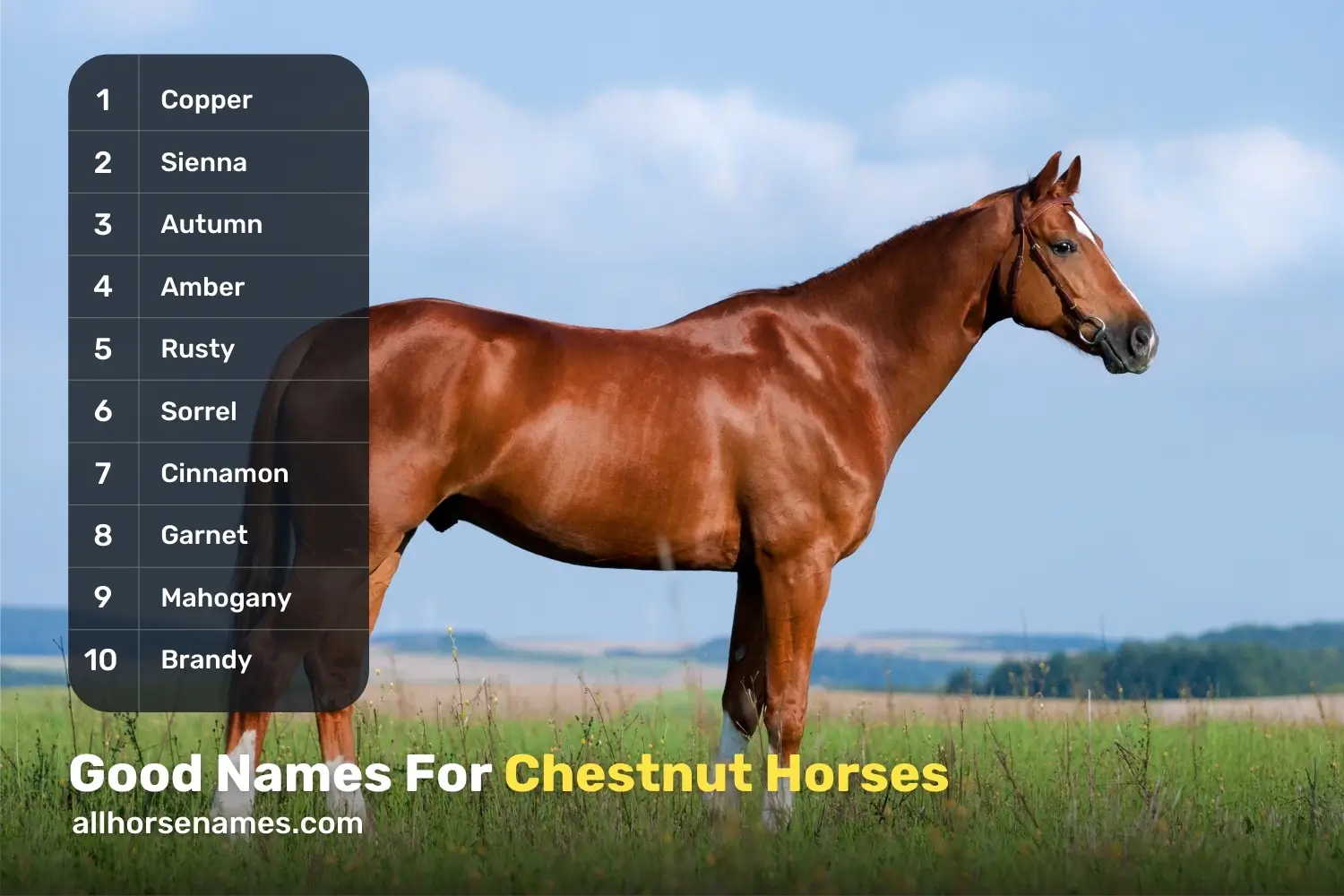Good Names For Chestnut Horses
