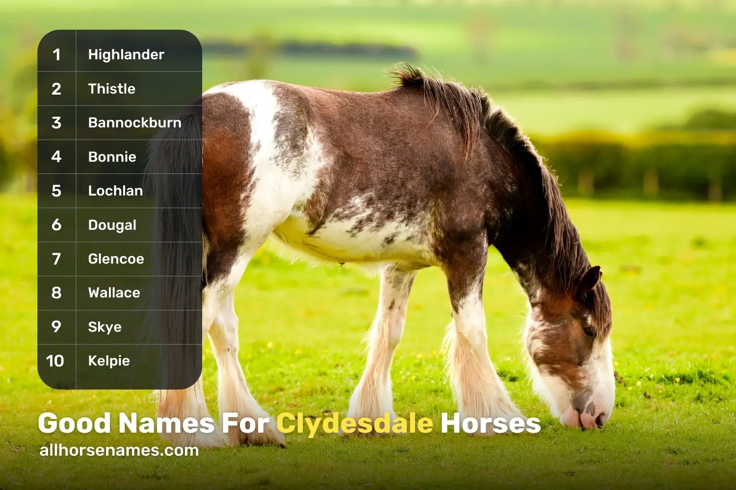 Good Names For Clydesdale Horses