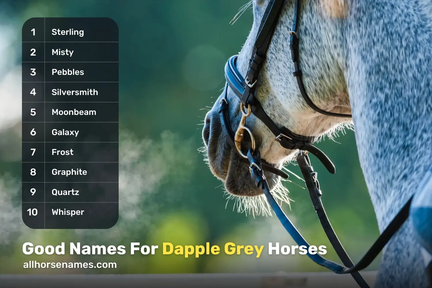 Good Names For Dapple Grey Horses