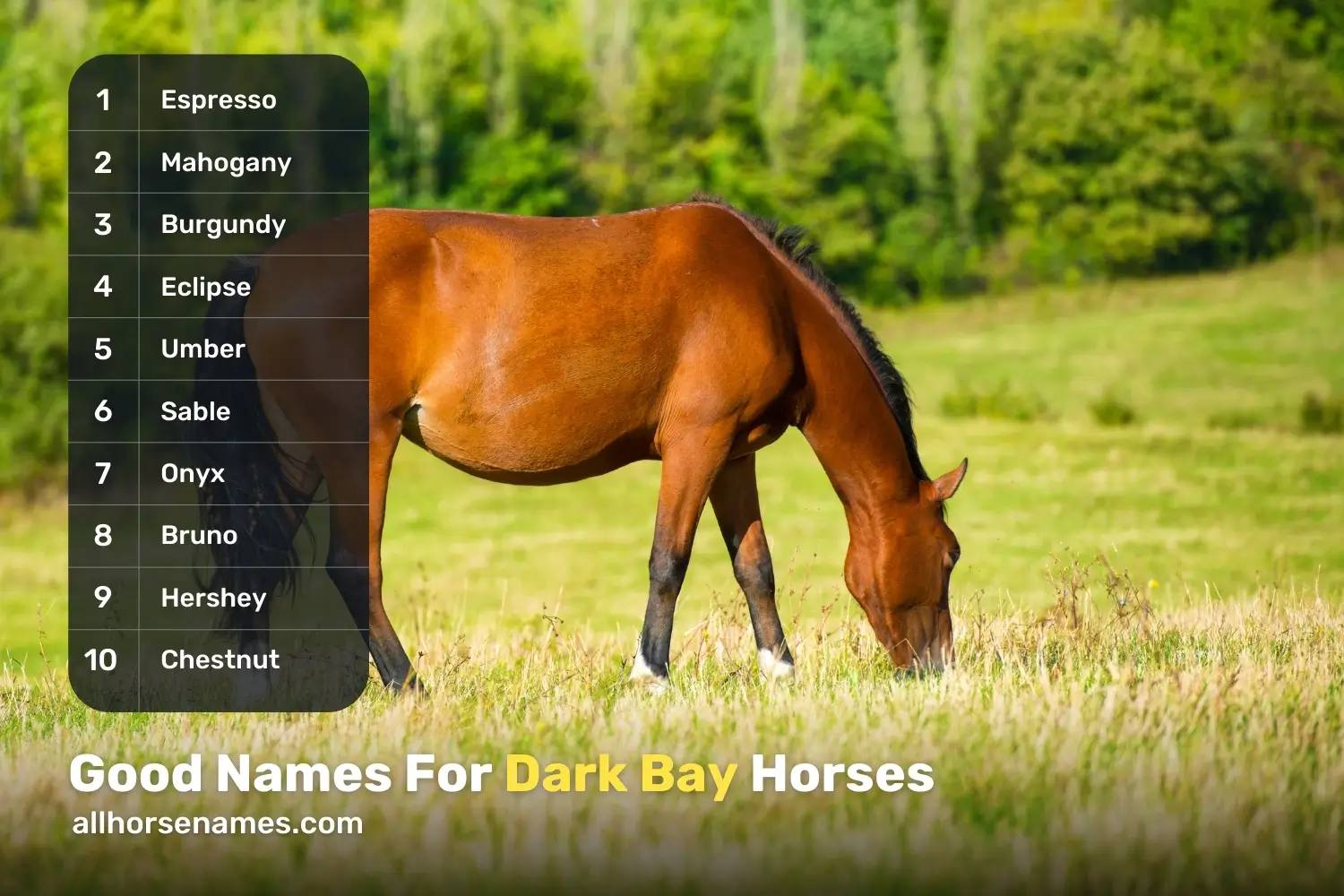 Good Names For Dark Bay Horses