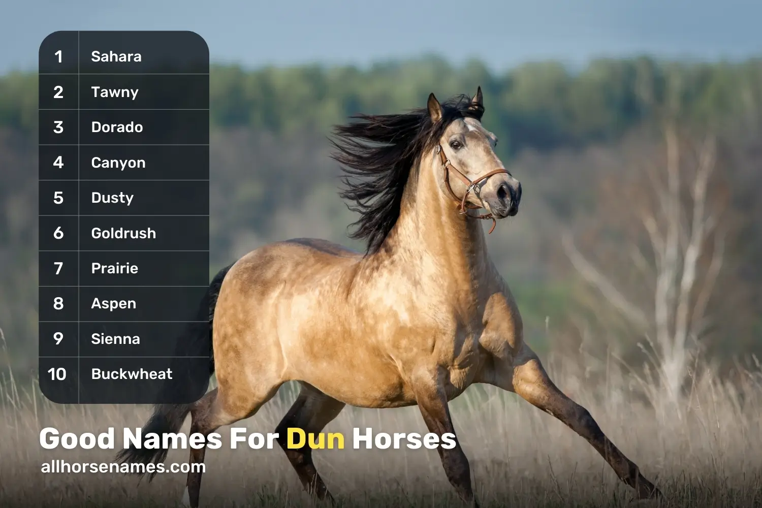 Good Names For Dun Horses