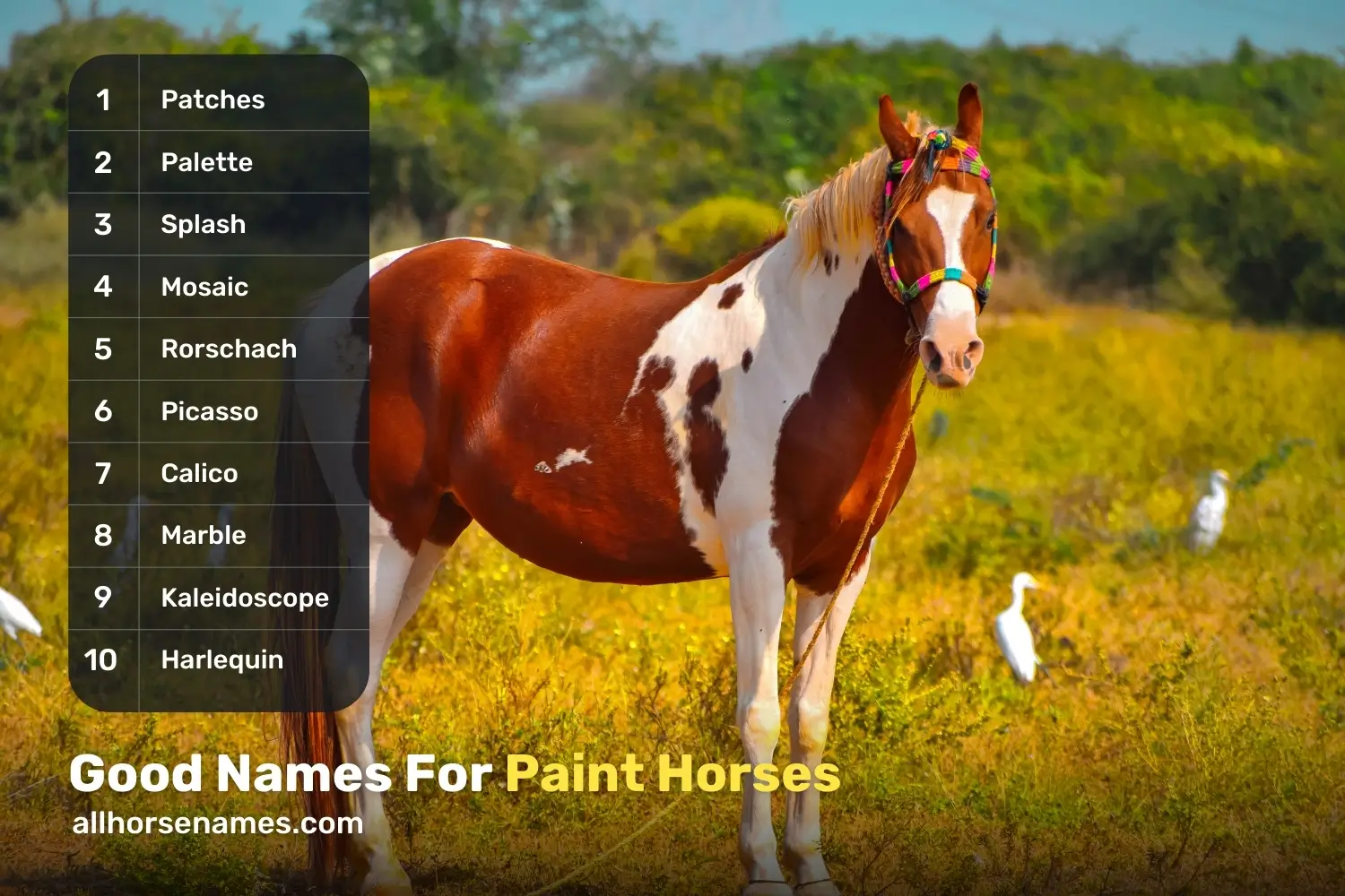 Good Names For Paint Horses