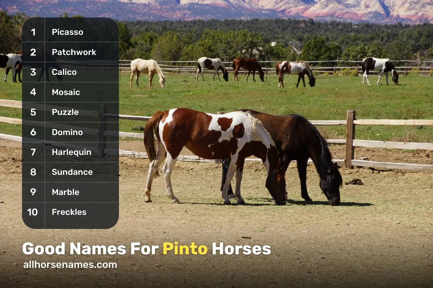 Good Names For Pinto Horses