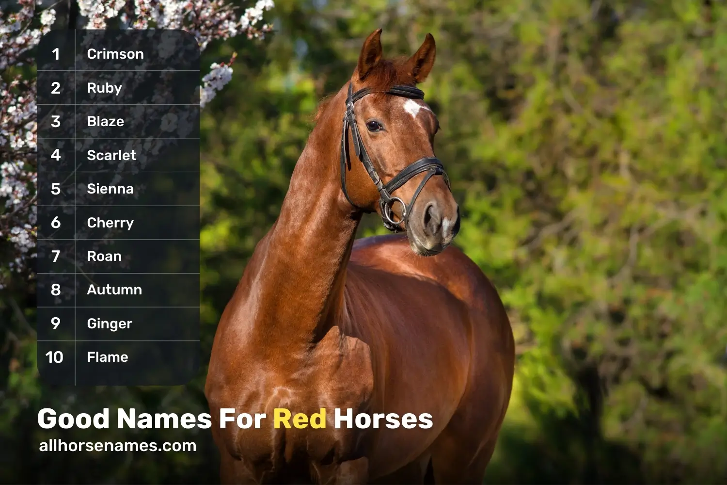 Good Names For Red Horses