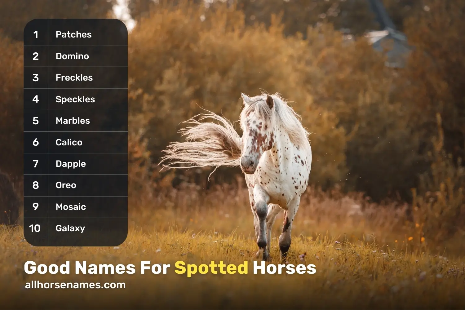 Good Names For Spotted Horses