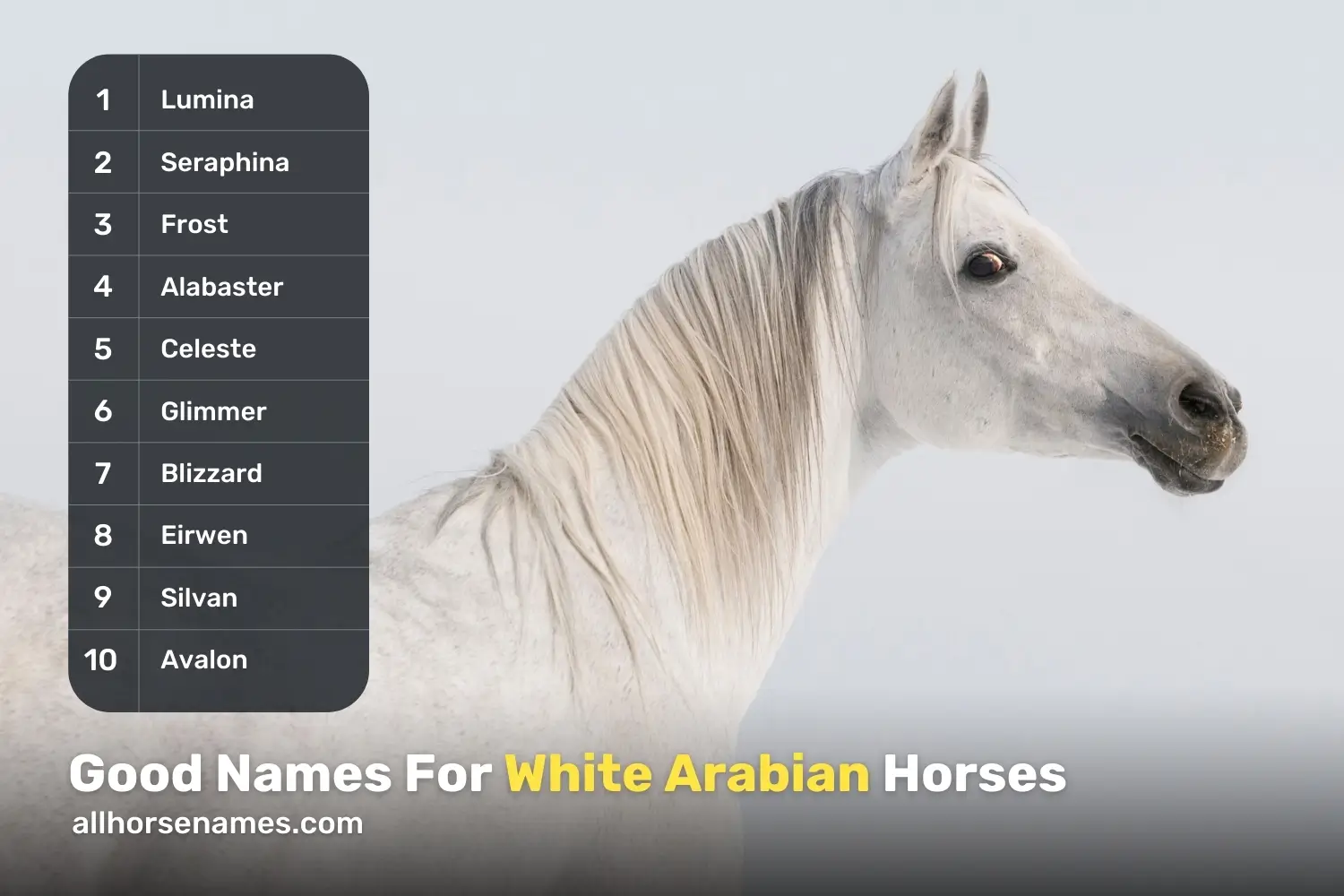 Good Names For White Arabian Horses