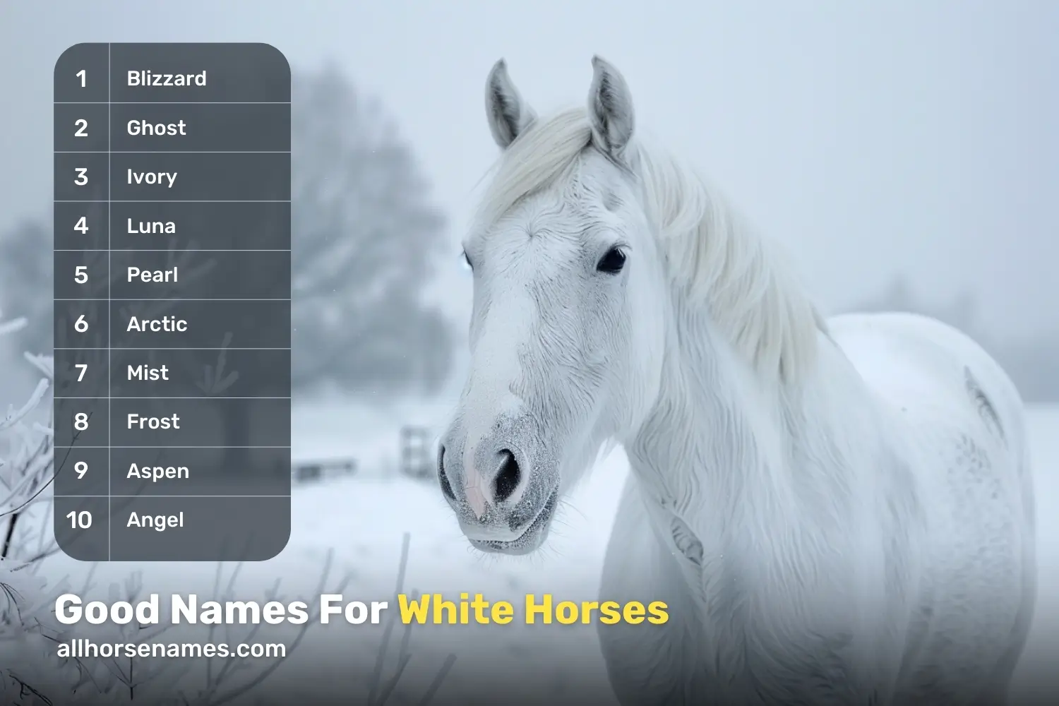 Good Names For White Horses