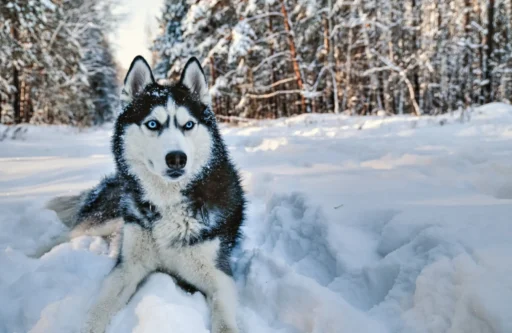 Black Husky Names