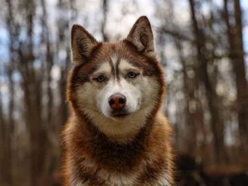 Brown Husky Names