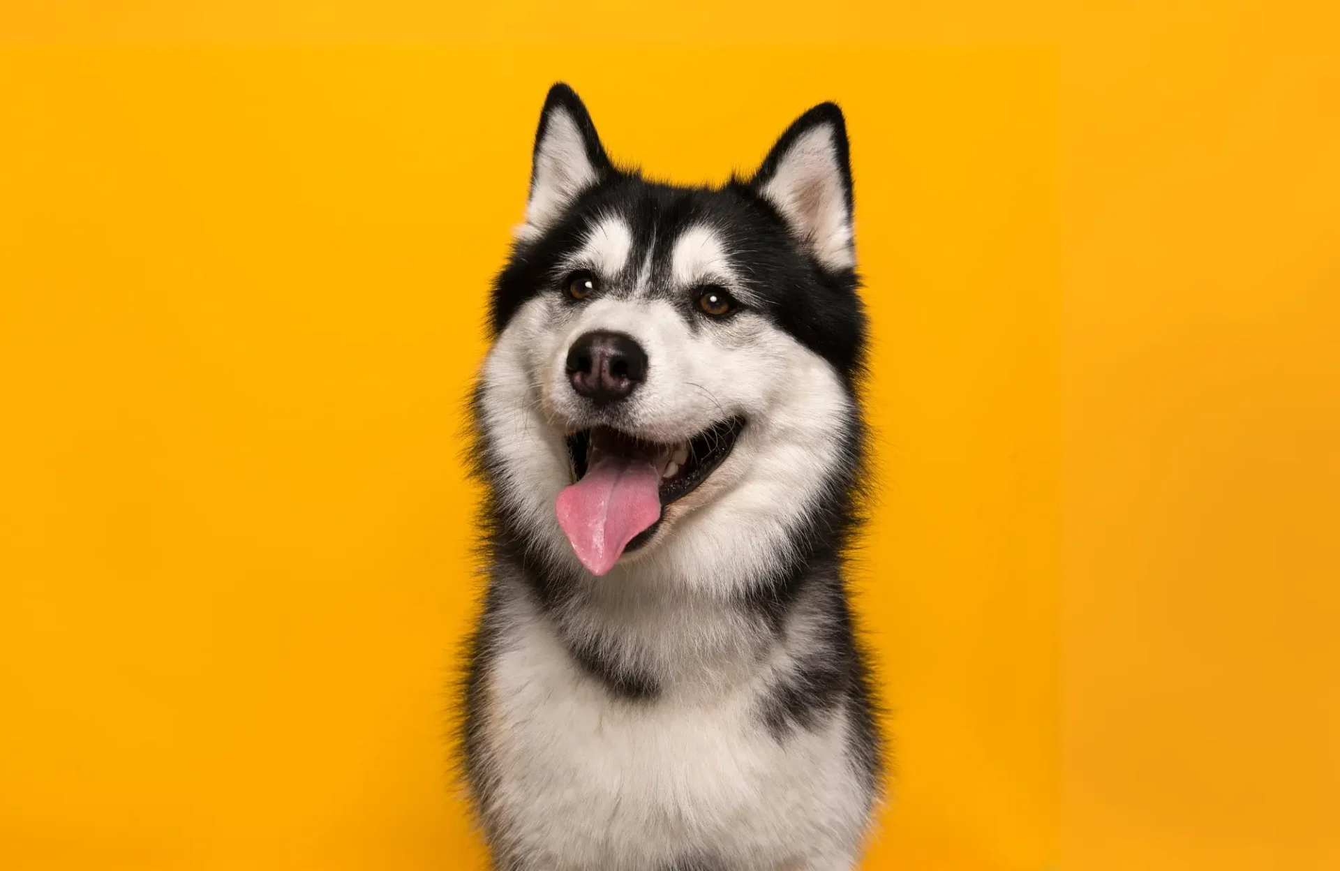 Funny Husky Names