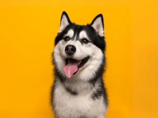 Funny Husky Names