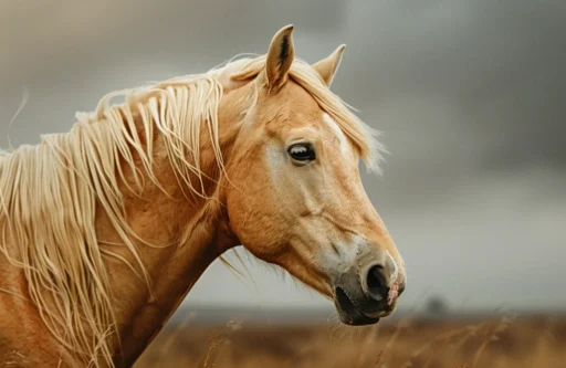 Palomino Horse Names