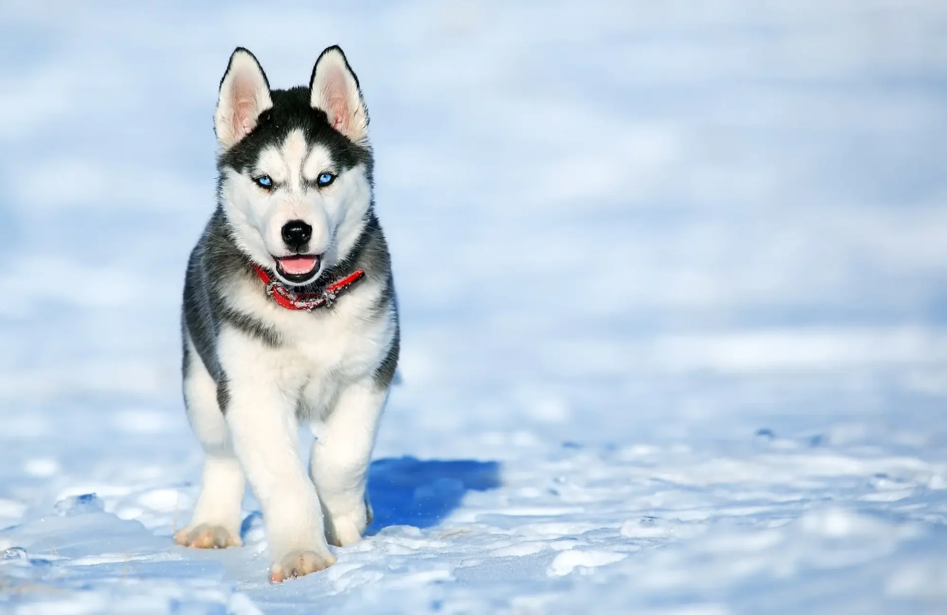 Popular Husky Names