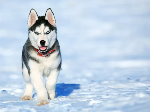 Popular Husky Names