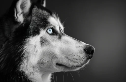 Unique Husky Names